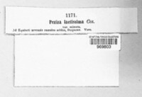 Phragmonaevia laetissima image